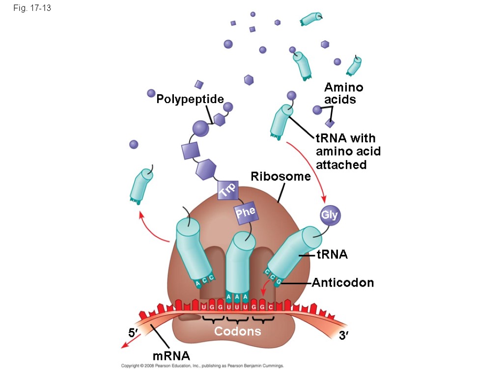 Fig. 17-13 Polypeptide Ribosome Amino acids tRNA with amino acid attached tRNA Anticodon Trp
